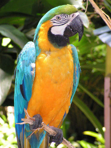 La mascotte du camping.