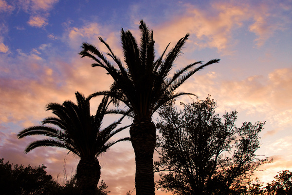 les palmiers dcu camping al sol****